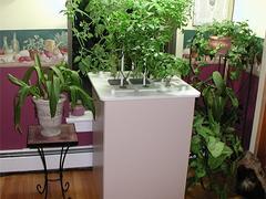 福州信譽(yù)好的花卉租賃公司是哪家 長(zhǎng)樂花卉租賃,福州信譽(yù)好的花卉租賃公司是哪家 長(zhǎng)樂花卉租賃生產(chǎn)廠家,福州信譽(yù)好的花卉租賃公司是哪家 長(zhǎng)樂花卉租賃價(jià)格